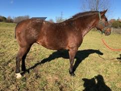 LOT 8 APPY - MARE BUTTERS Consignor: MacCabe, Kori 8 Year old un-broke mare. UTD on shots, worming, farrier. Accepts tack, lunges WTC. Has a rider on her back but not broke.