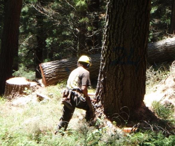 Background Motor-manual tree felling is a dangerous task