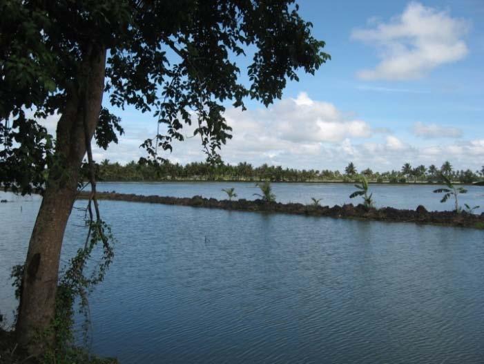 DISCUSSION Kurup et al. (2004) reported the occurrence of C. gariepinus in farms of Kuttanad located along the Vembanad Lake in central Kerala. These farms could be the major source of C.