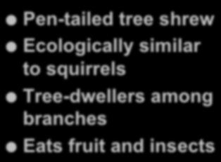 Ecologically similar to squirrels Tree-dwellers