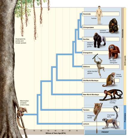 Primate Phylogeny Hominids