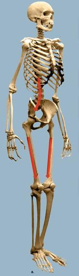 boisei Homo sapiens Australopithecus