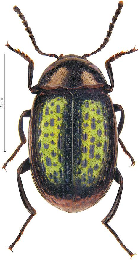 Islands are constituting a mutual faunistic area for many families of Coleoptera. Tenebrionidae are a family with an outstanding diversity of genera and species in this area.
