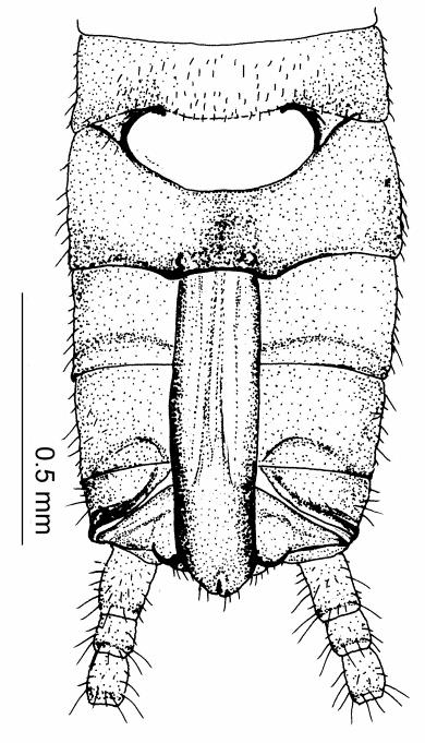 3 5. Capnia mitsuseana sp. n. (male). 3.