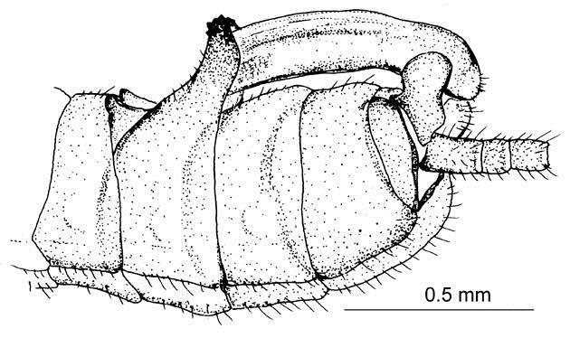 Epiproct, lateral view (above), dorsal view (below).