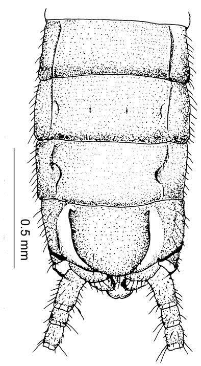 6 7 8 9 10 Figs. 6 7. Capnia mitsuseana sp. n. (male). 6. Terminalia, ventral view. 7. Fusion plate, dorsal view (internal view).