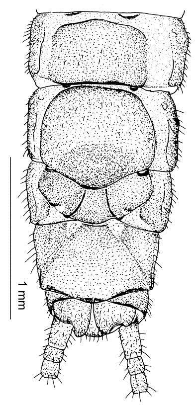 9. Cleared terminalia and inner vaginal sclerites, ventral view. 10.
