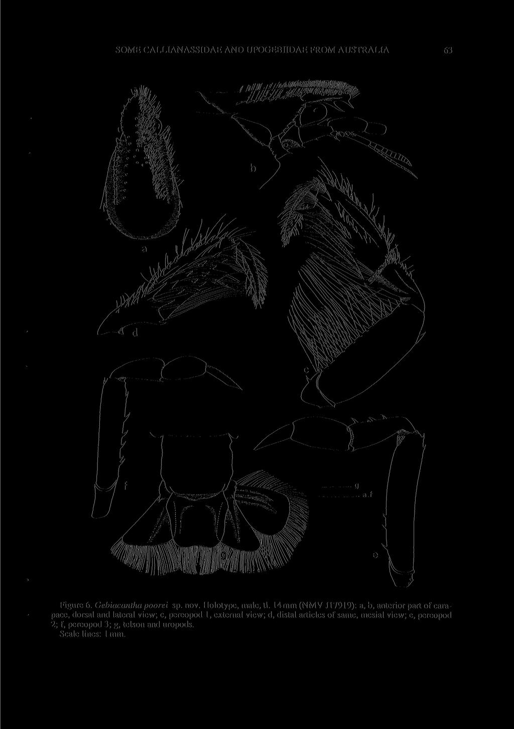 SOME CALLIANASSIDAE AND UPOGEBIIDAE FROM AUSTRALIA 63 m IY MA, Figure 6. Gebiacantha poorei sp. nov. Holotype, male, tl.