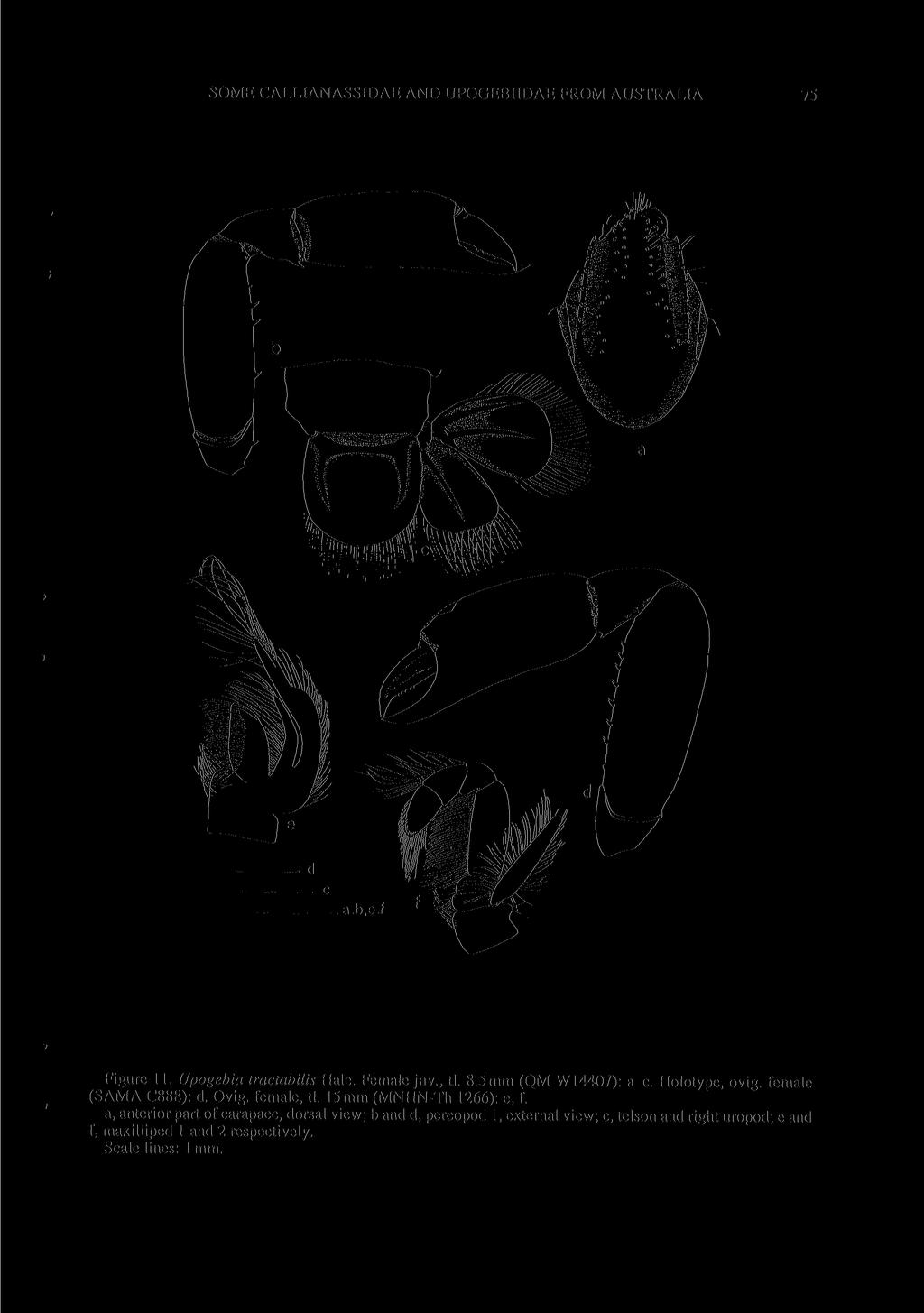 SOME CALLIANASSIDAE AND UPOGEBIIDAE FROM AUSTRALIA 75 Figure 11. Upogebia tractabilis Hale. Female juv., tl. 8.5mm (QM W14407): a-c. Holotype, ovig. female (SAMA C888): d. Ovig. female, tl.