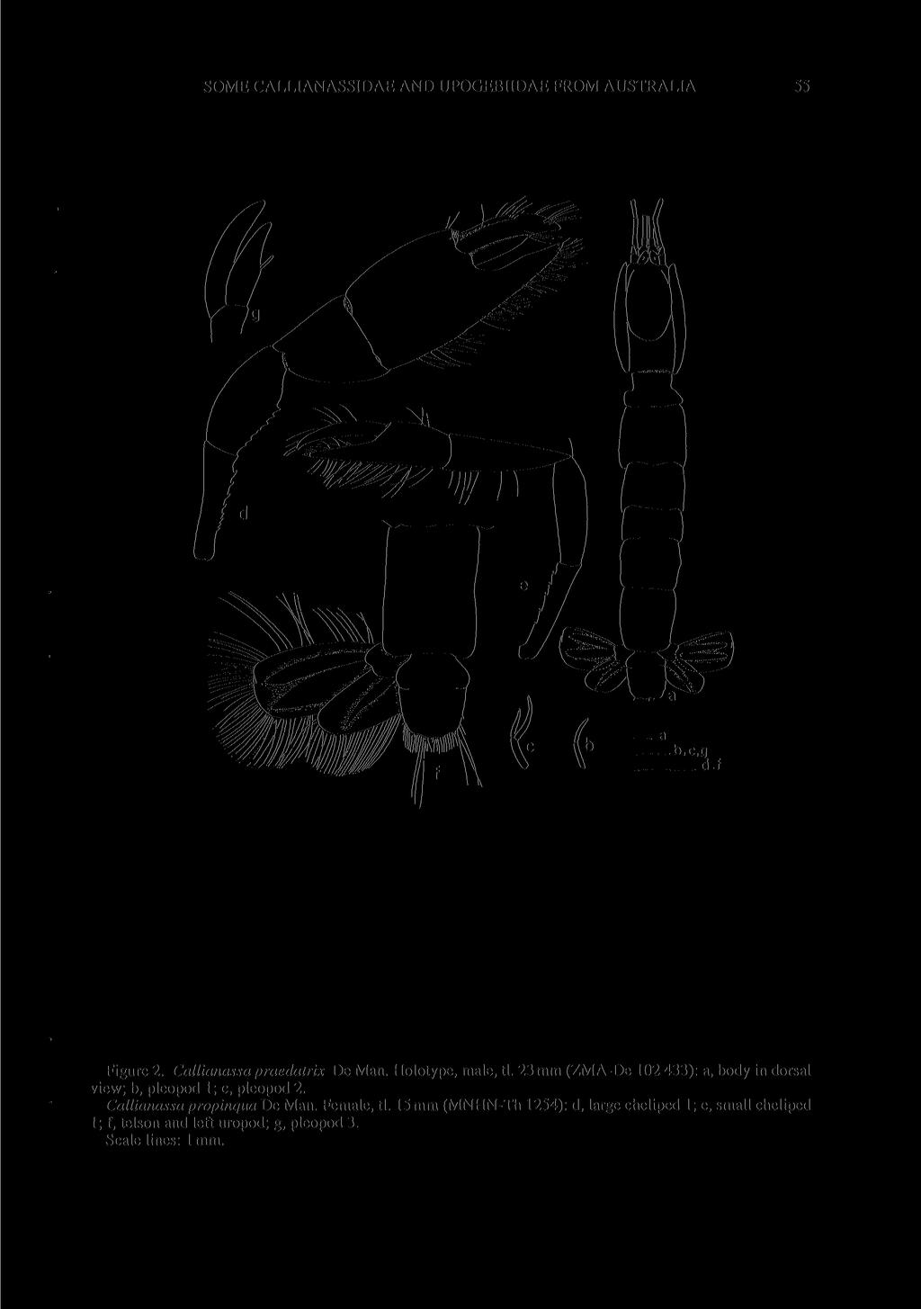 SOME CALLIANASSIDAE AND UPOGEBIIDAE FROM AUSTRALIA 55 Figure 2. Callianassa praedatrix De Man. Holotype, male, tl.