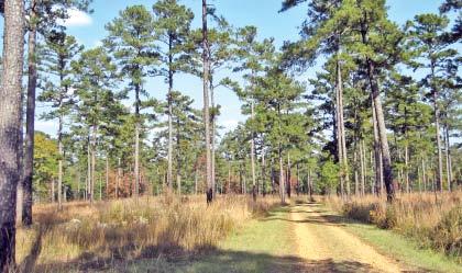 1,816± acre Plantation with a 100± acre Lake, Lakefront Lodge, Three Additional Homes, Ponds, Quail Woods, Bountiful Deer & Turkey and More! Singer Lake Plantation is a breathtaking plantation.