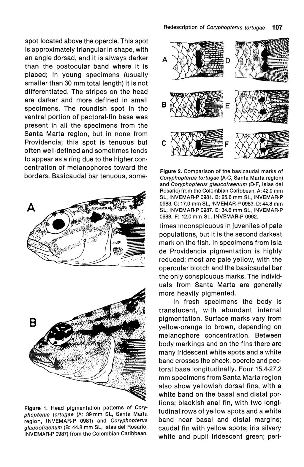 Garzón-Ferreira and Acero P.: Redescription of Coryphopterus tortugae (Jordan) (Osteichthyes: G Redescription of Coryphopterus tortugae 107 spot located above the opercle.