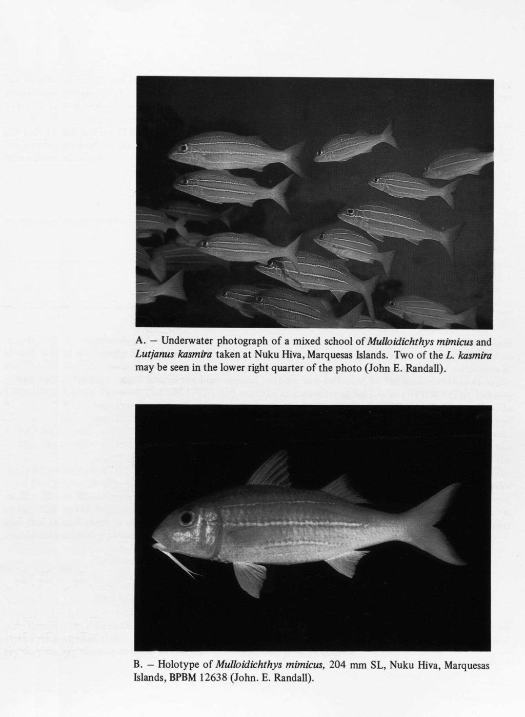 A. Underwater photograph of a mixed school of Mulloidichthys mimicus and Lutjanus kasmira taken at Nuku Hiva, Marquesas Islands. Two of the L.