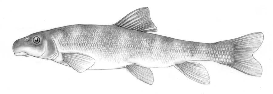 COSEWIC Assessment and Status Report on the Mountain Sucker Catostomus platyrhynchus Saskatchewan - Nelson River Populations Milk River Populations
