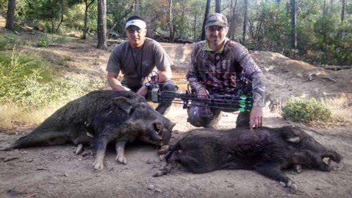 Way to go Scott Tony Su is back in the hunt news after getting this nice 200lb pig up at Cow Mountain a couple of weeks ago.