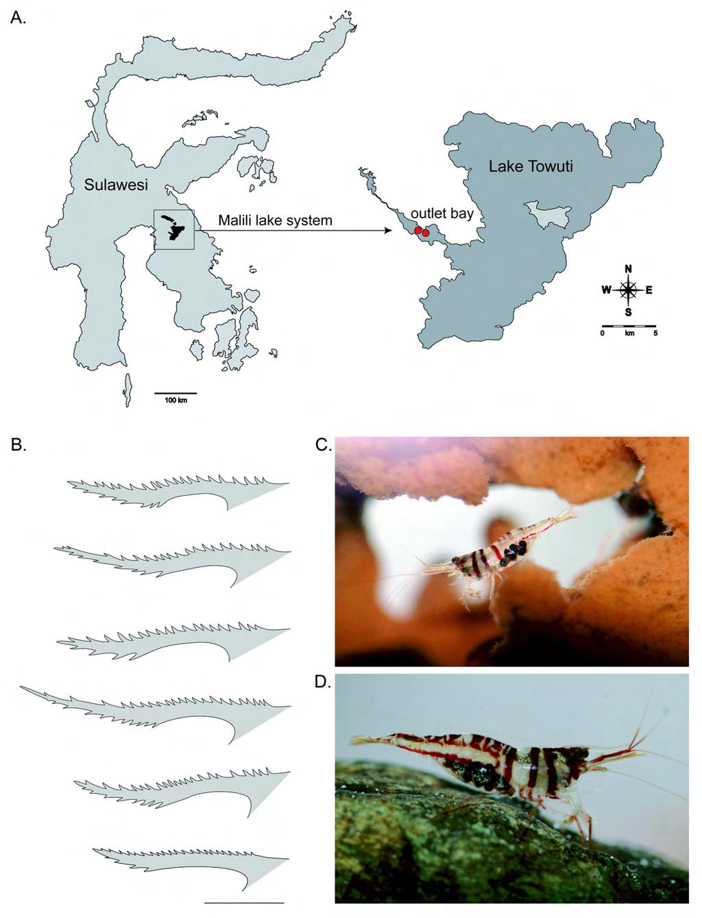 Zitzler & Cai: A new freshwater shrimp from Sulawesi Fig. 1.