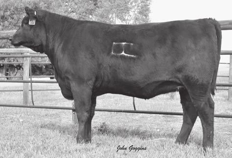 ULTIMATE DAUGHTERS 17 17 STEVENSON ANNIE W315 Cow 16371058 birth date: 2/21/2009 Tattoo: W315 S S OBJECTIVE T510 0T26# S S TRAVELER 6807 T510# G A R ULTIMATE S S MISS RITA R011 7R8 G A R LOAD UP 1314