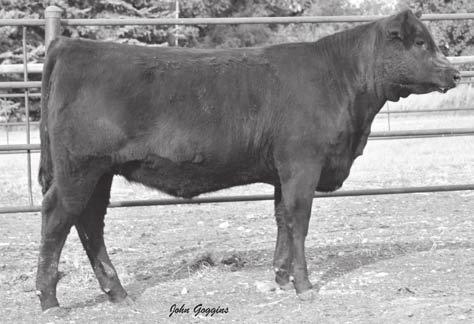 ULTIMATE DAUGHTERS 21 21 STEVENSON BLACKJET 2549 Cow 16301119 birth date: 2/5/2009 Tattoo: 2549 S S OBJECTIVE T510 0T26# S S TRAVELER 6807 T510# G A R ULTIMATE S S MISS RITA R011 7R8 G A R LOAD UP