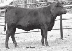 ULTIMATE DAUGHTERS 25 27 25 STEVENSON DONNA 1359 Cow 16371062 birth date: 2/22/2009 Tattoo: 1359 S S OBJECTIVE T510 0T26# S S TRAVELER 6807 T510# G A R ULTIMATE S S MISS RITA R011 7R8 G A R LOAD UP