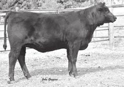 14Z# BW +2.2 WW +56 Milk +25 YW +96 Herd Tag 1359 Marb +.46 RE +.12 $B 49.76 A daughter of the $100,000 GAR Ultimate from the renowned Donna family.