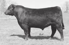 52 A maternal sister to the $14,500 high seller Diamond Benchmark 3R65 selected by KCS Angus.