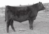 66 A maternal sister to the popular Clova Pride sisters that topped the 2008 sale including the $32,000 top-selling bred heifer to Express and Deer Valley,