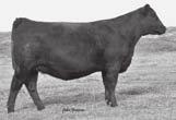 This heifer is by the Pathfinder SAV 8180 Traveler 004 ranking in the top 10% for YW from a dam with 2 WR 123, 1 YR 135 and 143 IMF 101.