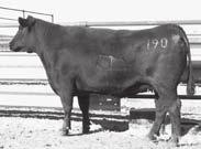 2 WW +62 Milk +32 YW +102 Herd Tag U482U Marb +.18 RE +.06 $B 36.91 A top donor prospect with an outcross pedigree by HA Image Maker 0415 from the herd sire producing Elga family.