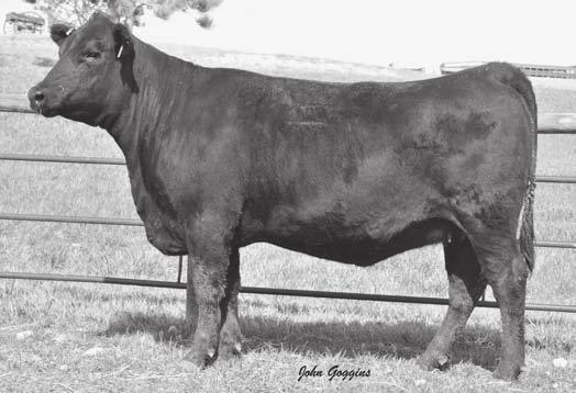 The dam of this female is a maternal sister to Stevenson Benchmark N190, the 2004 sale topper at $51,000, who is a longtime IMF and carcass trait leader featured in the ORIgen and ABS Global programs.