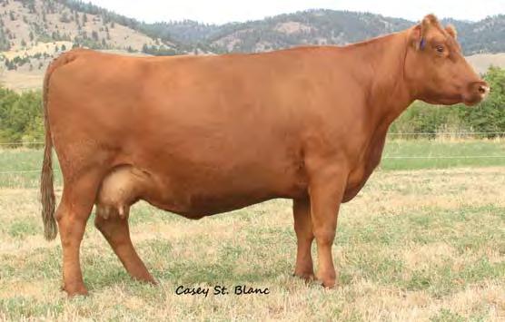 01 Bred to: DKK DYNAMITE 285 (#1509787) Due Date: 2/7/14 A highly maternal pedigree going back to FCC Rambo 502 and BJR JR 107. This is an attractive 3-yearold with loads of potential.