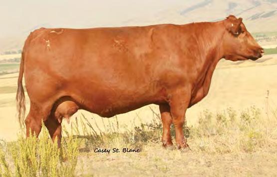 04 Bred to: C-T GRAND KINGDOM 2065 (#1512408) Due Date: 3/20/14 Big producing, dark red, Lightening daughter that has made some good ones. She has a solid set of EPDs and many calves left in her.