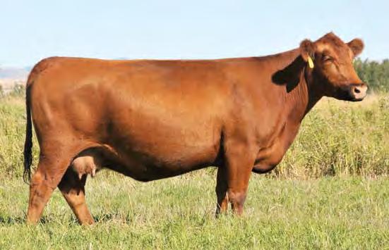 WW ratio and this year produced an Epic bull calf with a 108 WW ratio. MPPA 101.9.