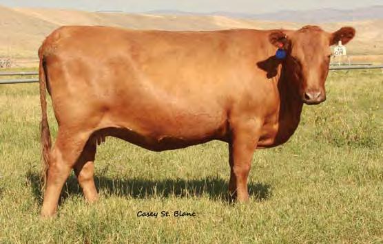 02 Estimated EPDs 2S is a powerful producing Mimi daughter. Her son was our high selling bull in 2013 to Rust Mountain View Ranch for $20,000.