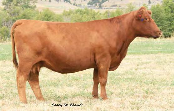 s pick of our 2013 bulls. He is a Packer out of a powerful Mimi daughter (MPPA 104.6) that has been a prolific donor cow for us.