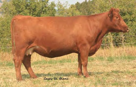 41 0.13 41 0.04 0.00 Bred to: FRITZ JUSTICE 8013 (#1255322) Due Date: 3/6/14 Estonia 909 is an easy fleshing Laramie daughter.