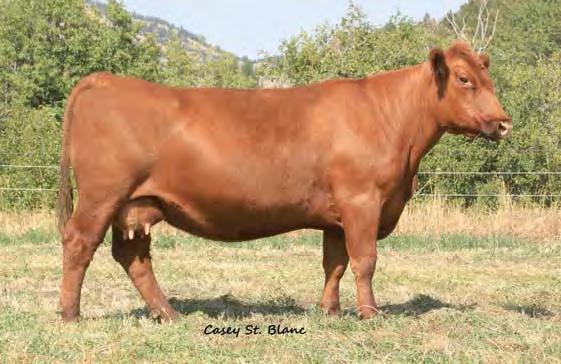Larkoba 145 is a maternal sister to GMRA s Lot 1 bull in last spring s sale, who was one of the most phenotypically correct Packer sons we ve ever seen.