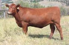 and C-T Bull Sale, selling to