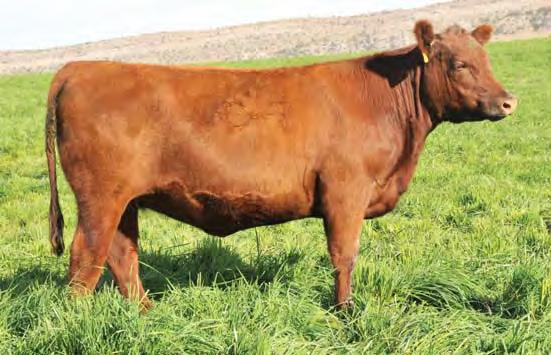 Bred Heifers Lot 95 95 C-T MISS PAN 2081 2/9/12 #1512424 100% 1A RED BRYLOR PASQUALE 213P VGW RAMBLER 1000 [OSF] RED XXX LAKME 70M [MAF OSF] LUCHT S PASQUALE 923 [OSF] LUCHT S HOBO GAL S42 [OSC]