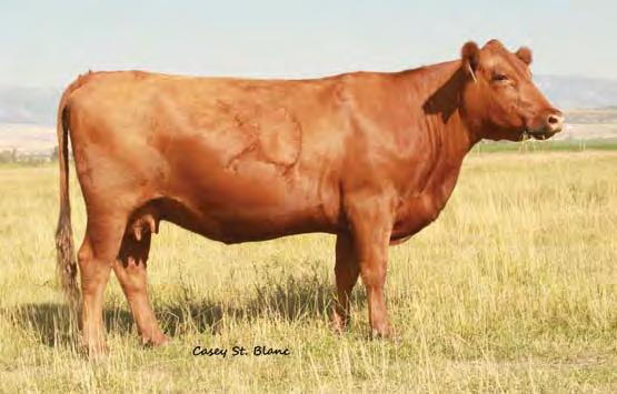 00 6-0.03 0.00 Bred to: HXC CONQUEST 4405P (#975924) Due Date: 2/7/14 She is beautiful, feminine, cherry red, Super Vision daughter.