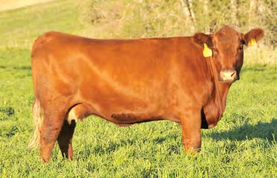 10 of her EPDs are in the top 1/3rd of the breed or higher, with an emphasis on calving ease and maintenance. Cayl s football 121 S. R.