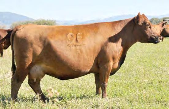 04 19 0.18-0.01 Bred to: FRITZ JUSTICE 8013 (#1255322) Due Date: 3/6/14 Exceptional numbers in this package, from cow to calf. Thelma 147 posts 10 of her EPDs in the top 30% of the breed or higher.