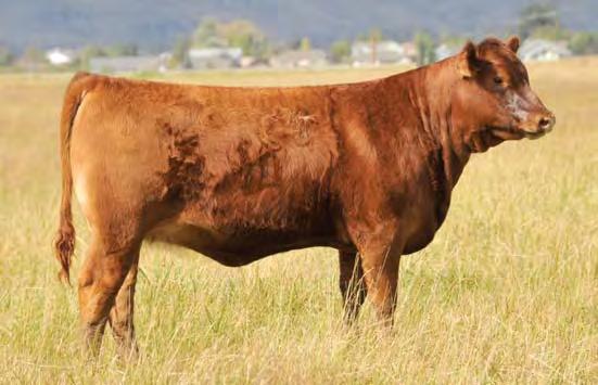 This Copper Queen cow family has been very productive and has proven themselves time and time again at many sales across the country.
