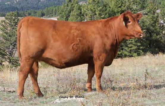 01 Bred to: GMRA PEACEMAKER 1216 (#1428993) Due Date: 1/16/14 A beautiful Make It Easy daughter out of a powerful Cheyenne bred dam, with an MPPA of 106.4. Indigo 236 took a nice low 74# BW to a 104 WR and 107 YR.