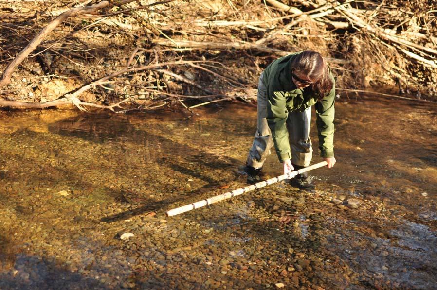 Figure 31. A spawner surveyor measures a redd in Mill Creek, January, 211. Figure 32.
