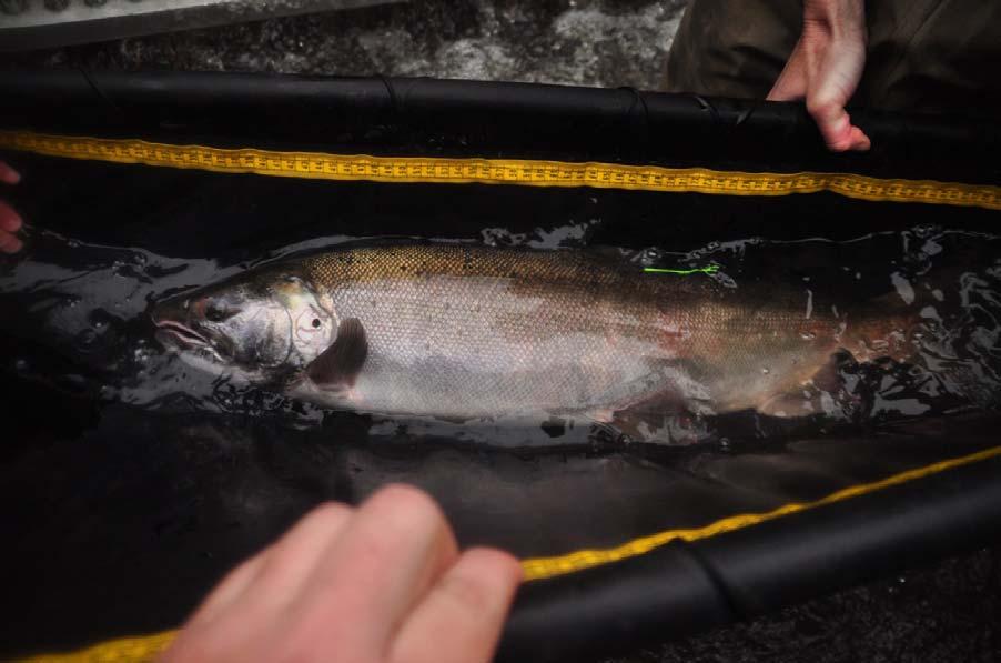 Figure 34. An adult coho salmon with opercule punch and floy tag in the Mill Creek adult trap. December, 21.
