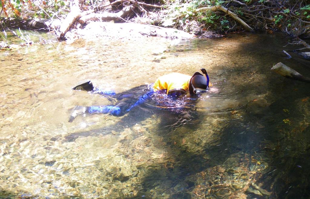 Figure 35. A snorkeler searches for juvenile coho in Mill Creek.