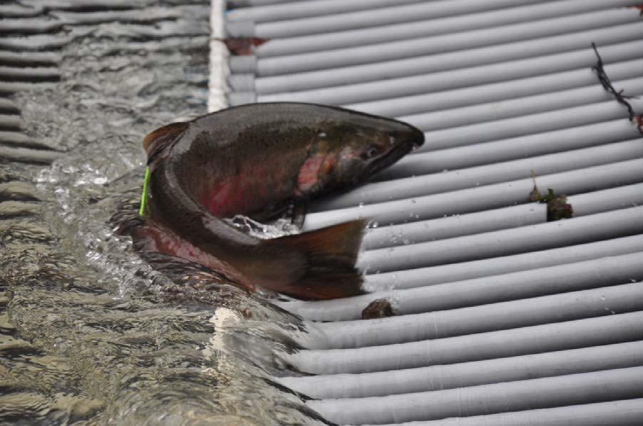 Figure 4. An adult coho briefly washes up on the Mill Creek adult trap. December, 21.