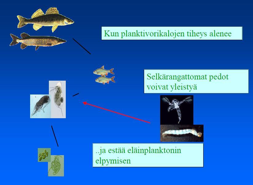 What happened? A trophic cascade.. When the planktovorous fishes are fished out.