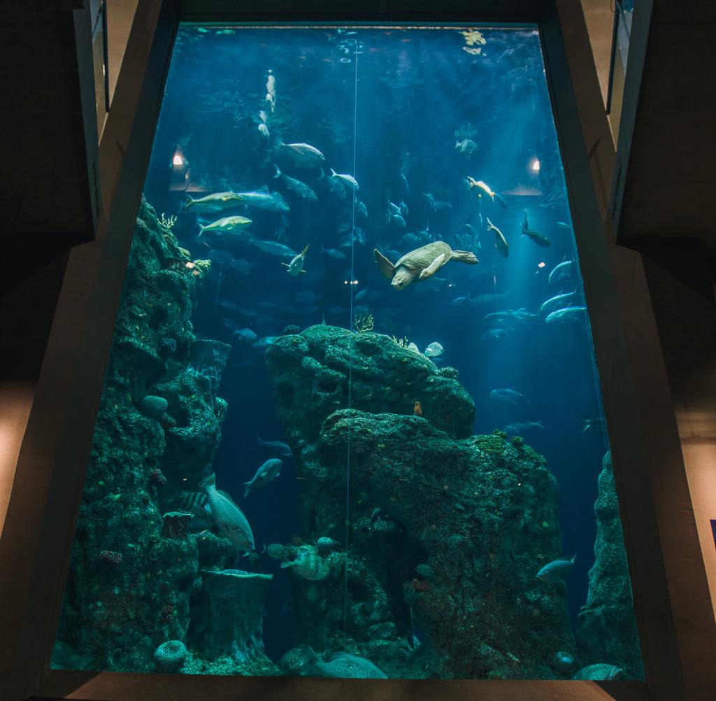 To get to the Great Ocean Tank is easy! Walk towards the very big tank.