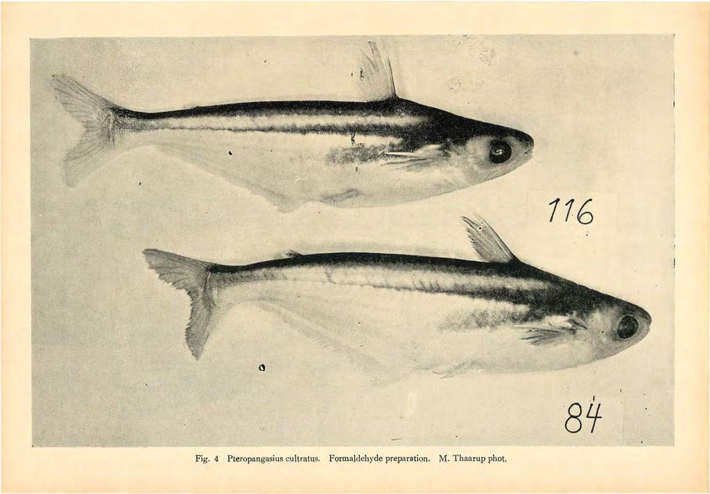 ~. 116 0-8~ Fig. 4.Pteropangasius cultratu$.